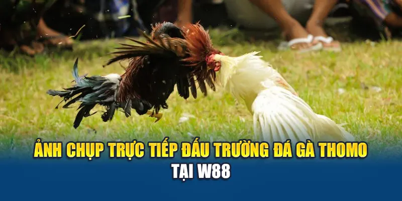 Đá Gà Thomo W88 – Trận Đấu Kinh Điển Giữa Những Chiến Kê 2 Ảnh chụp trực tiếp đấu trường đá gà Thomo tại W88
