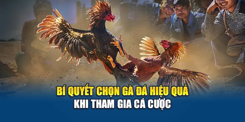 Cách Chọn Gà Đá Bất Bại, Thắng Kèo Từ Cao Thủ Nhà Cái W88 3 Bí quyết chọn gà đá hiệu quả khi tham gia cá cược