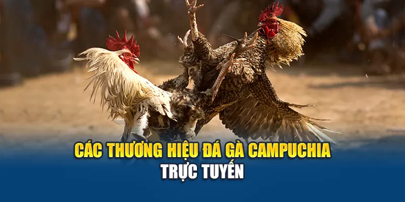 Khám Phá Trường Gà Campuchia Hiện Có Tại Nhà Cái W88 2 Các thương hiệu đá gà Campuchia trực tuyến