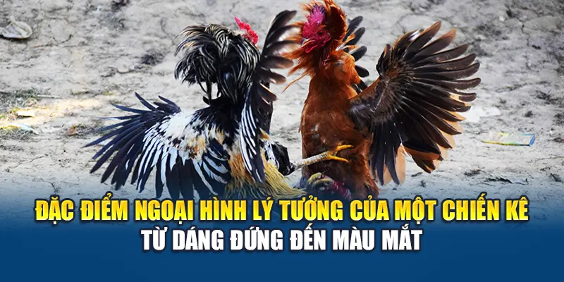 Cách Chọn Gà Đá Bất Bại, Thắng Kèo Từ Cao Thủ Nhà Cái W88 1 Đặc điểm ngoại hình lý tưởng của một chiến kê – từ dáng đứng đến màu mắt