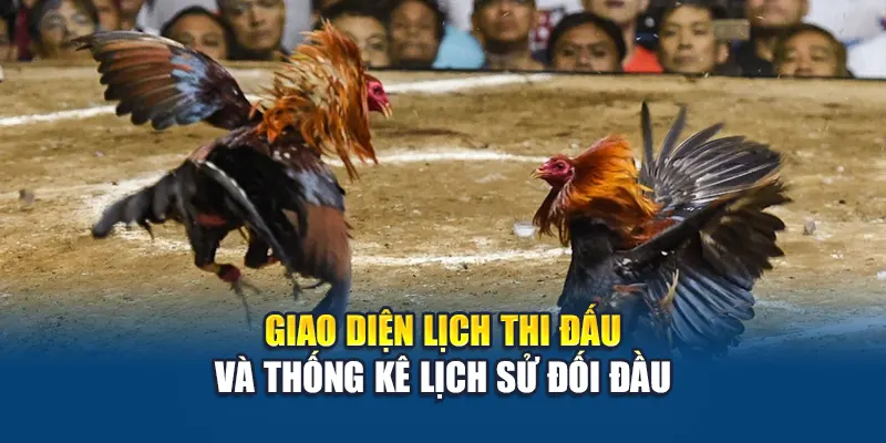 Đá Gà Cựa Sắt W88 Hấp Dẫn Với Tốc Độ Cao Và Kỹ Thuật 3 Giao diện lịch thi đấu và thống kê lịch sử đối đầu