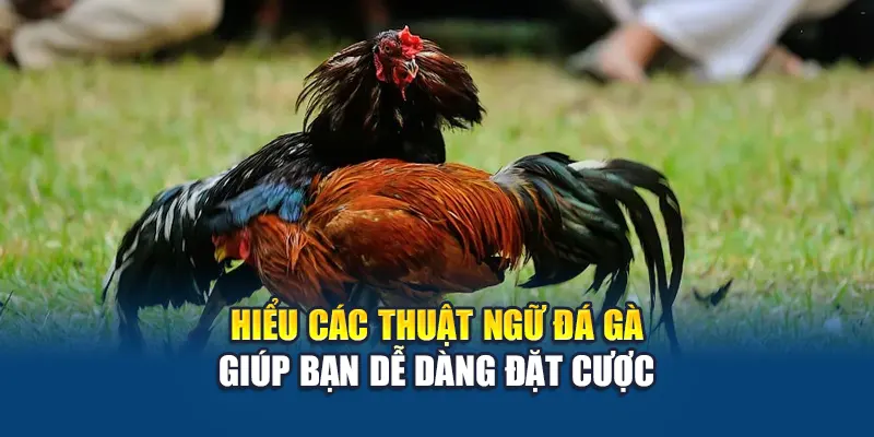 Khám Phá Thuật Ngữ Đá Gà Chuẩn Xác Từ W88 Dành Cho Tân Thủ 3 Hiểu các thuật ngữ đá gà giúp bạn dễ dàng đặt cược