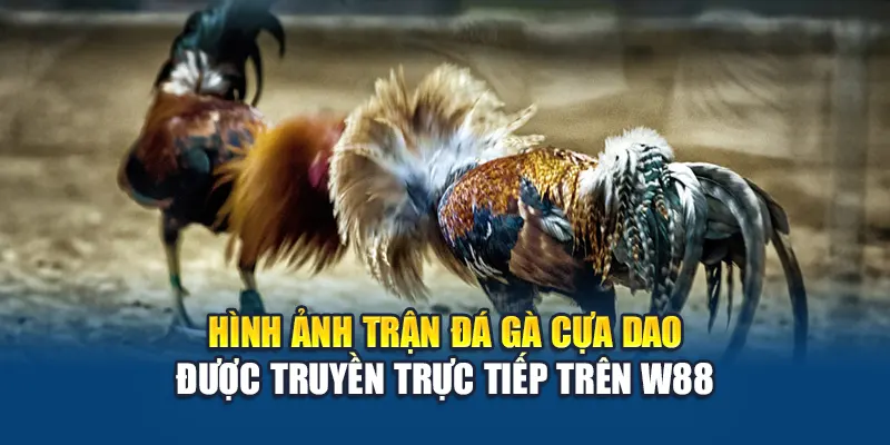 Đá Gà Cựa Dao W88 Hấp Dẫn Với Tốc Độ Nhanh Quyết Liệt 1 Hình ảnh trận đá gà cựa dao được truyền trực tiếp trên W88