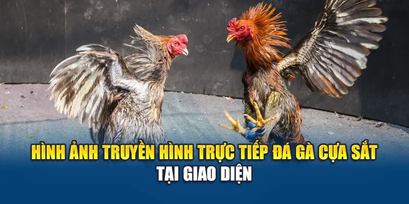 Đá Gà Cựa Sắt W88 Hấp Dẫn Với Tốc Độ Cao Và Kỹ Thuật 1 Hình ảnh truyền hình trực tiếp đá gà cựa sắt tại giao diện