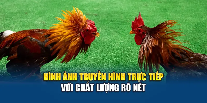 Đá Gà Thomo W88 – Trận Đấu Kinh Điển Giữa Những Chiến Kê 1 Hình ảnh truyền hình trực tiếp với chất lượng rõ nét