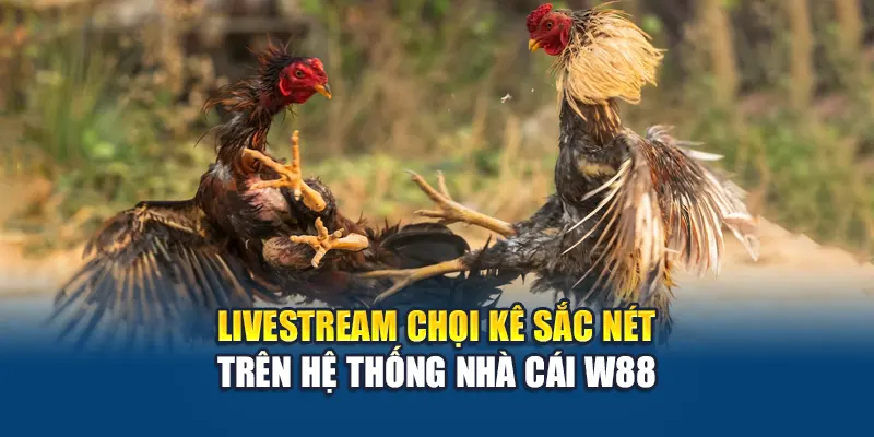 Tổng Hợp Kinh Nghiệm Đá Gà Hiệu Quả Tại Nhà Cái W88 3 Livestream chọi kê sắc nét trên hệ thống nhà cái W88