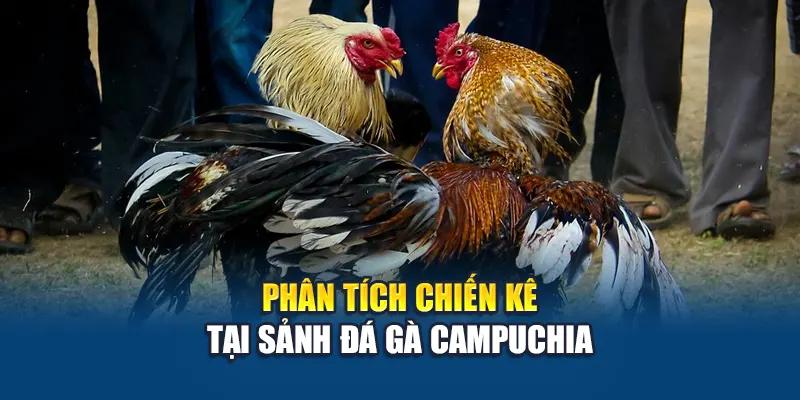 Khám Phá Trường Gà Campuchia Hiện Có Tại Nhà Cái W88 3 Phân tích chiến kê tại sảnh đá gà Campuchia