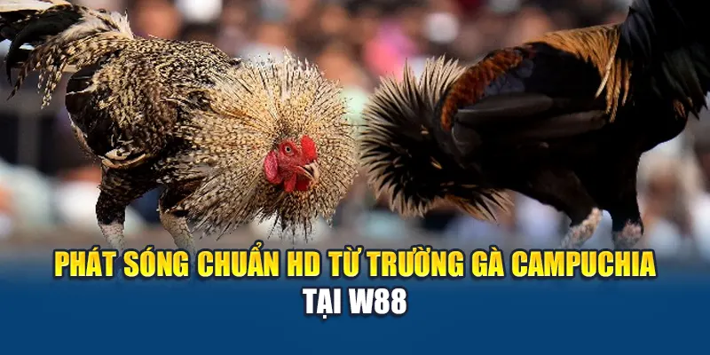 Khám Phá Trường Gà Campuchia Hiện Có Tại Nhà Cái W88 1 Phát sóng chuẩn HD từ trường gà Campuchia tại W88