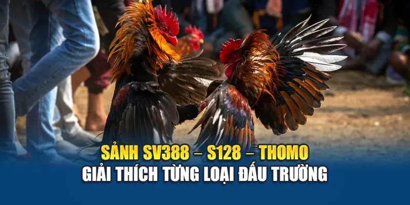 Khám Phá Thuật Ngữ Đá Gà Chuẩn Xác Từ W88 Dành Cho Tân Thủ 2 Sảnh SV388 – S128 – Thomo giải thích từng loại đấu trường