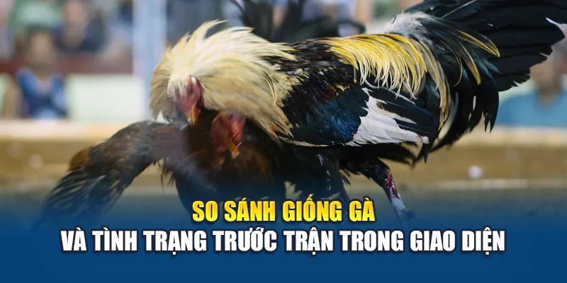 Đá Gà Cựa Dao W88 Hấp Dẫn Với Tốc Độ Nhanh Quyết Liệt 3 So sánh giống gà và tình trạng trước trận trong giao diện