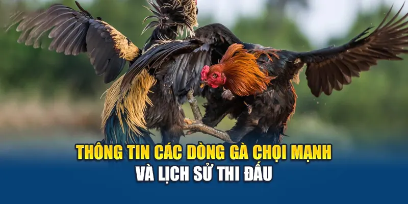 Cách Chọn Gà Đá Bất Bại, Thắng Kèo Từ Cao Thủ Nhà Cái W88 2 Thông tin các dòng gà chọi mạnh và lịch sử thi đấu