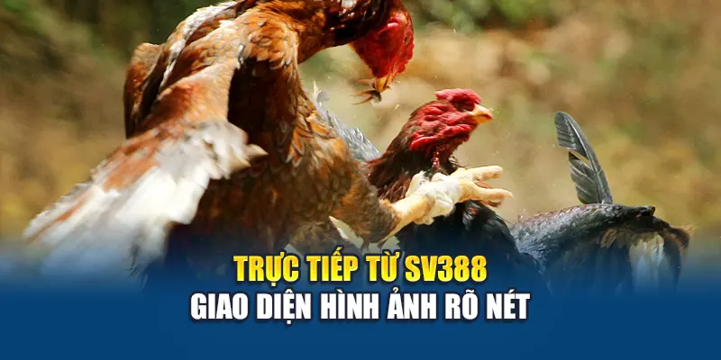 Đá Gà Campuchia W88 – Theo Dõi Trực Tiếp Trận Đấu Đỉnh Cao 1 Trực tiếp từ SV388 – giao diện hình ảnh rõ nét